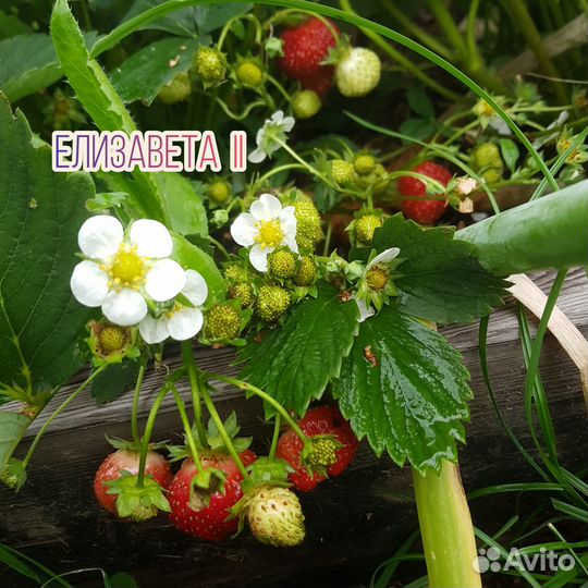 Клубника / земляника садовая