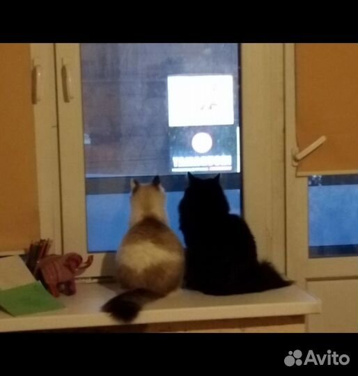 Котоняня