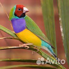 Попугаи амадины