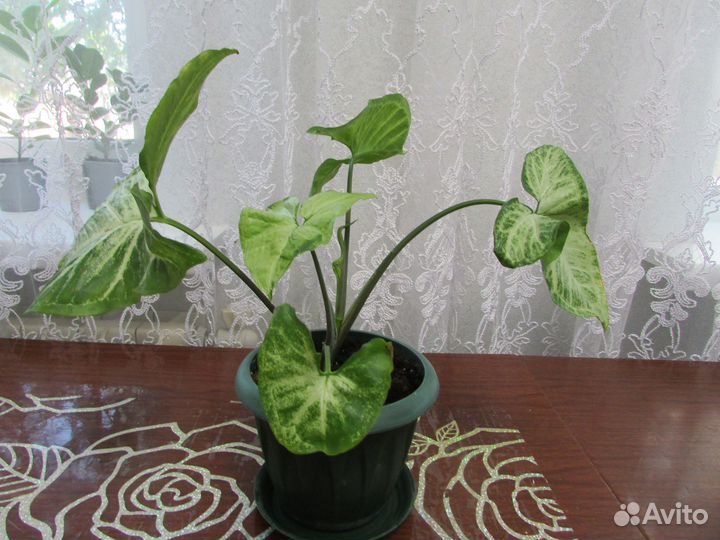 Продам цветы комнатные