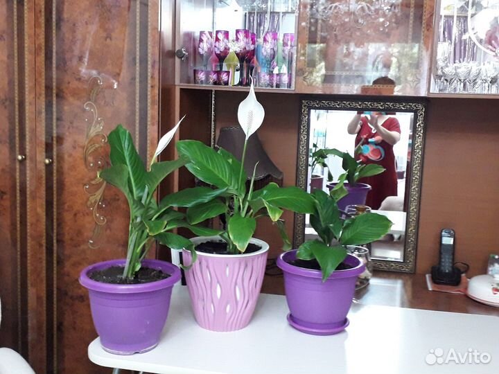 Женское счастье