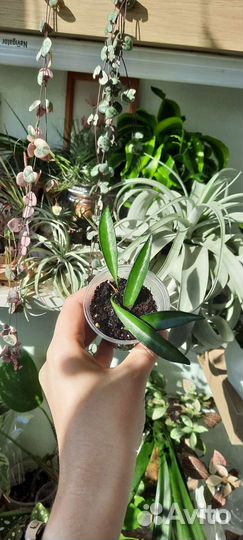 Хойи разные