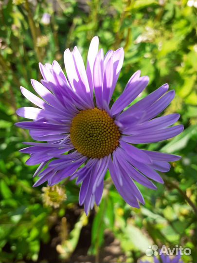 Многолетние цветы