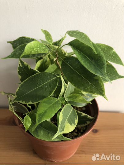 Сортовые фикусы