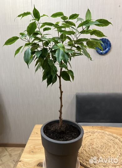 Фикус Регидан