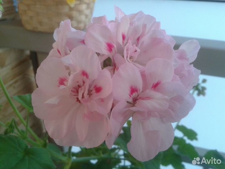 Продам розебудные герани