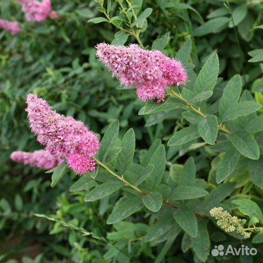 Спирея иволистная