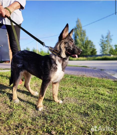 Метис малинуа в добрые руки