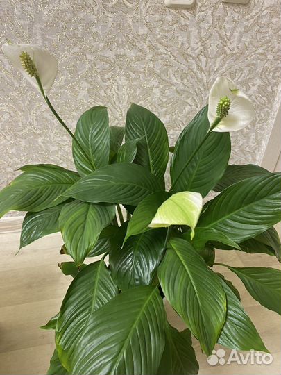 Спатифиллум (женское счастье)