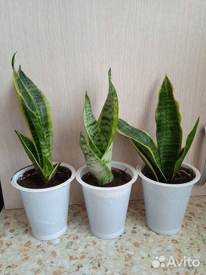 Сансевиерия Футура Суперба