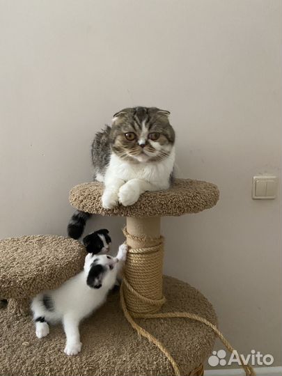 Котята