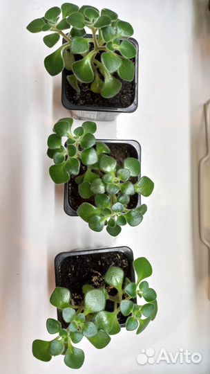 Аихризон дерево любви