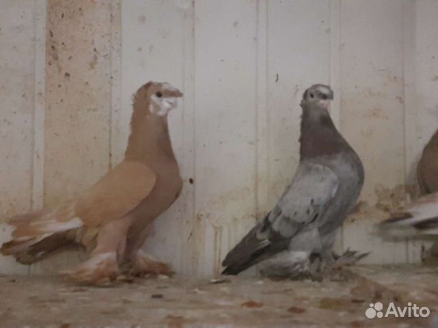 авито узбекские голуби по россии продажа