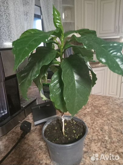 Кофе растение