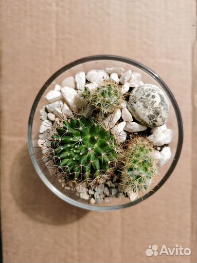 Мини флорариумы