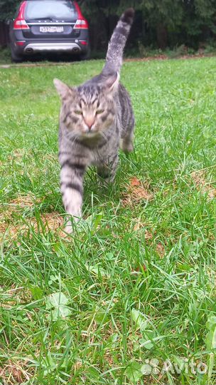 Кот Григорий