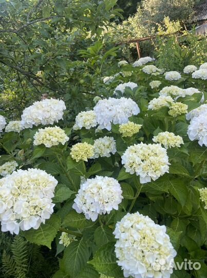 Гортензия белая крцпнолистная
