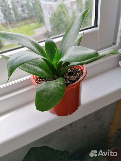 Сансевиерия ханни