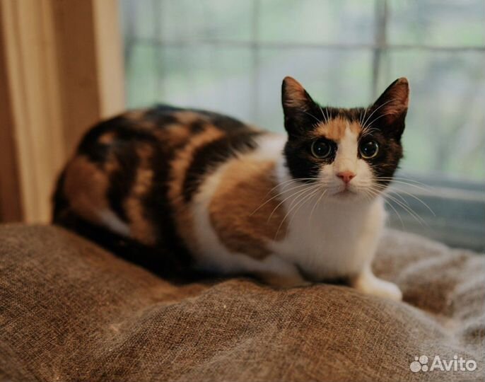 Кошка, девочка