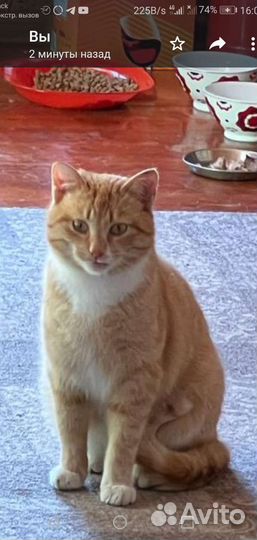 Кот мышелов