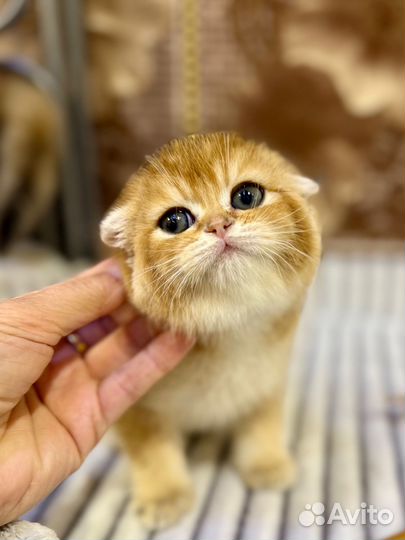 Котята золотая шиншилла