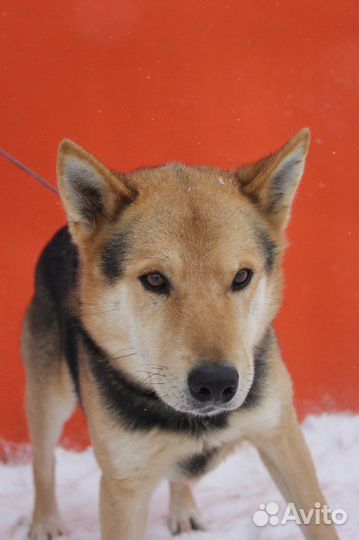 Феникс-добрый, самый лучший песик ищет дом