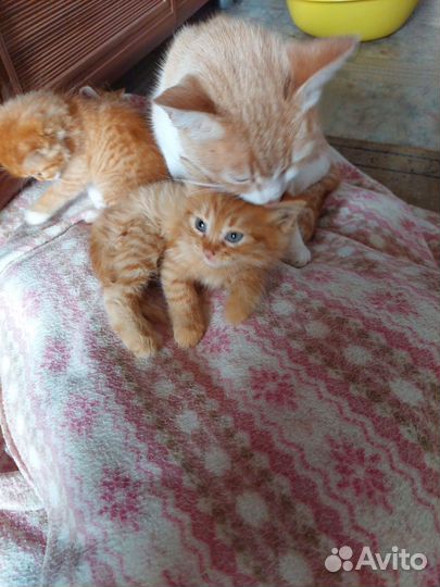 Котята рыженькие