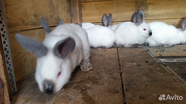 Кролики на племя