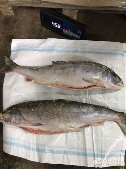 Свежая рыба кета