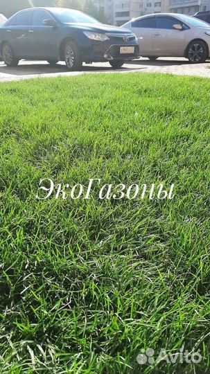 Рулонный газон экогазоны