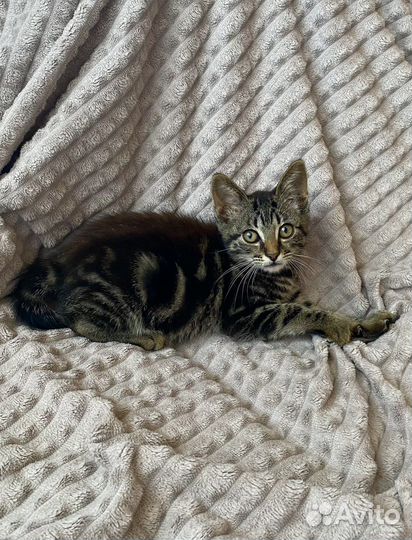 Мраморная девочка метис британец 2 месяца