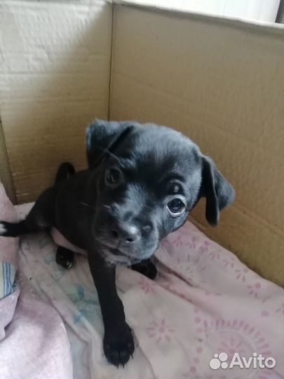 Той-терьер щенки