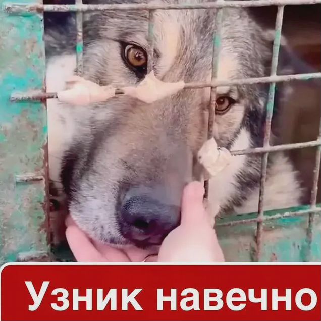 Взрослый пёс в добрые руки