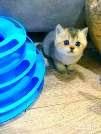 Кошка и котята