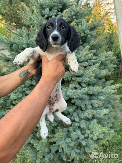 Спаниель метис