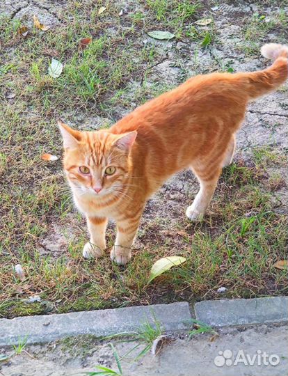 Рыжий мраморный котик
