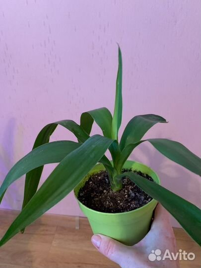 Юкка, Финиковая пальма, драцена