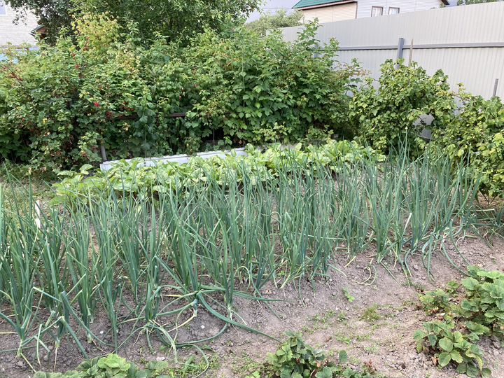 Участок 4,2 сот. (СНТ, ДНП)