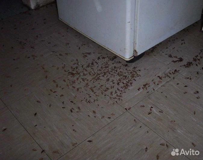 Консультация по уничтожению тараканов Миша Титов f-9974