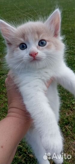 Котята в добрые руки бесплатно