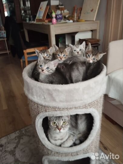 Отдам котят в добрые руки