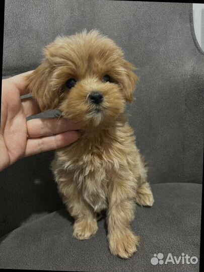 Мальтипу мини микро мальчик