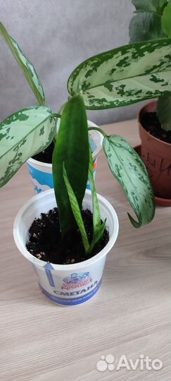 Комнатные растения