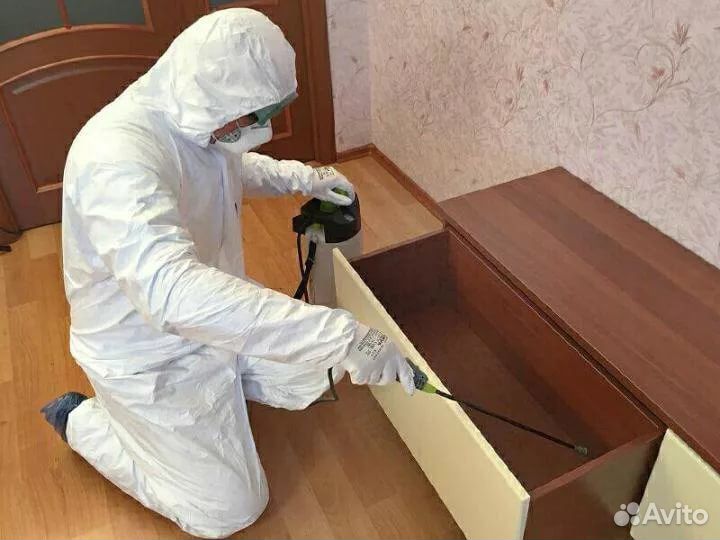 Уничтожение клопов таракан насекомых