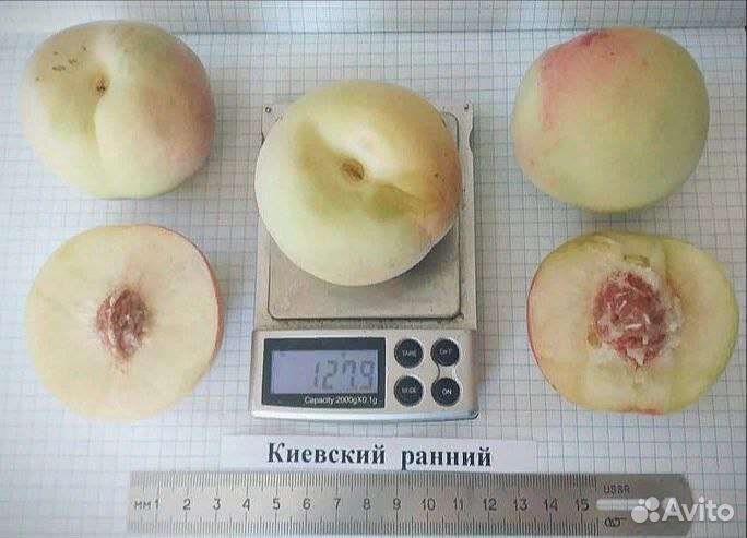 Персик Киевский ранний