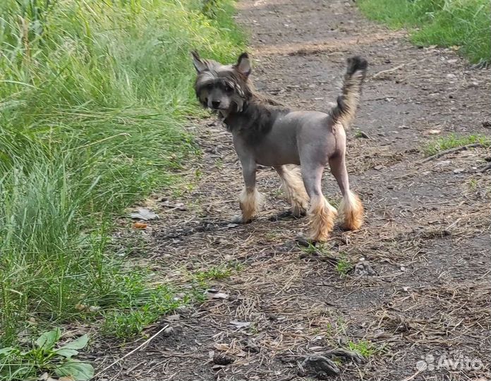 Китайская хохлатая голая девочка