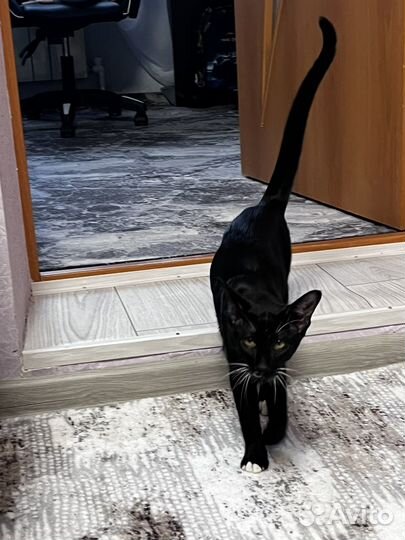 Котенок ориентал мальчик