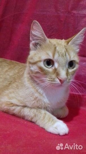 Кошка Эмили