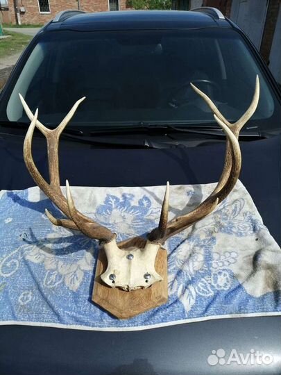 Рога оленя