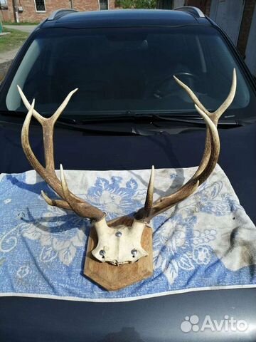 Рога оленя